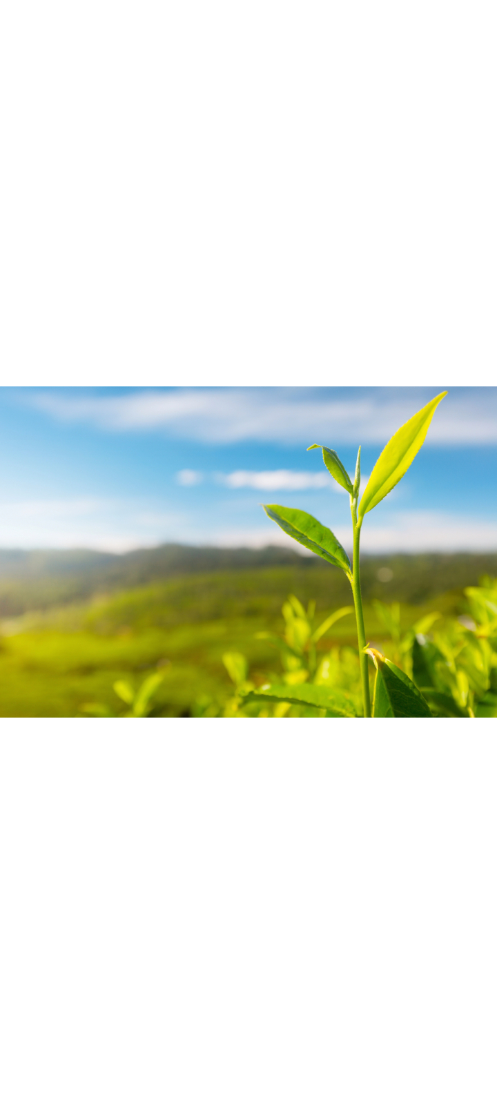 De theeplant: alles over de oorsprong, soorten, en duurzame productie van thee