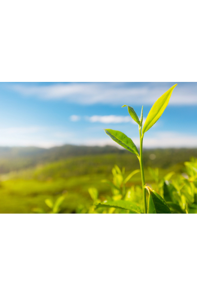 De theeplant: alles over de oorsprong, soorten, en duurzame productie van thee
