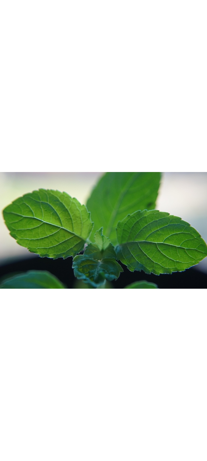 Wat is Tulsi thee? Ontdek de gezonde voordelen en unieke werking