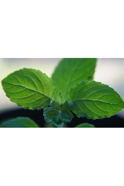 Wat is Tulsi thee? Ontdek de gezonde voordelen en unieke werking