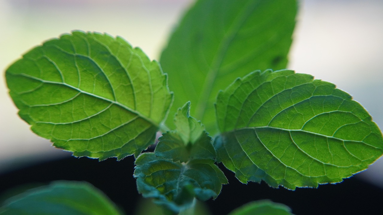 Wat is Tulsi thee? Ontdek de gezonde voordelen en unieke werking